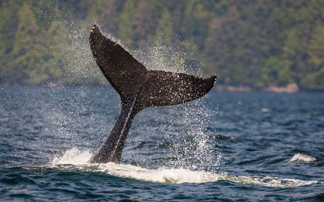A whale tail breaches the water off the coast of British Columbia.