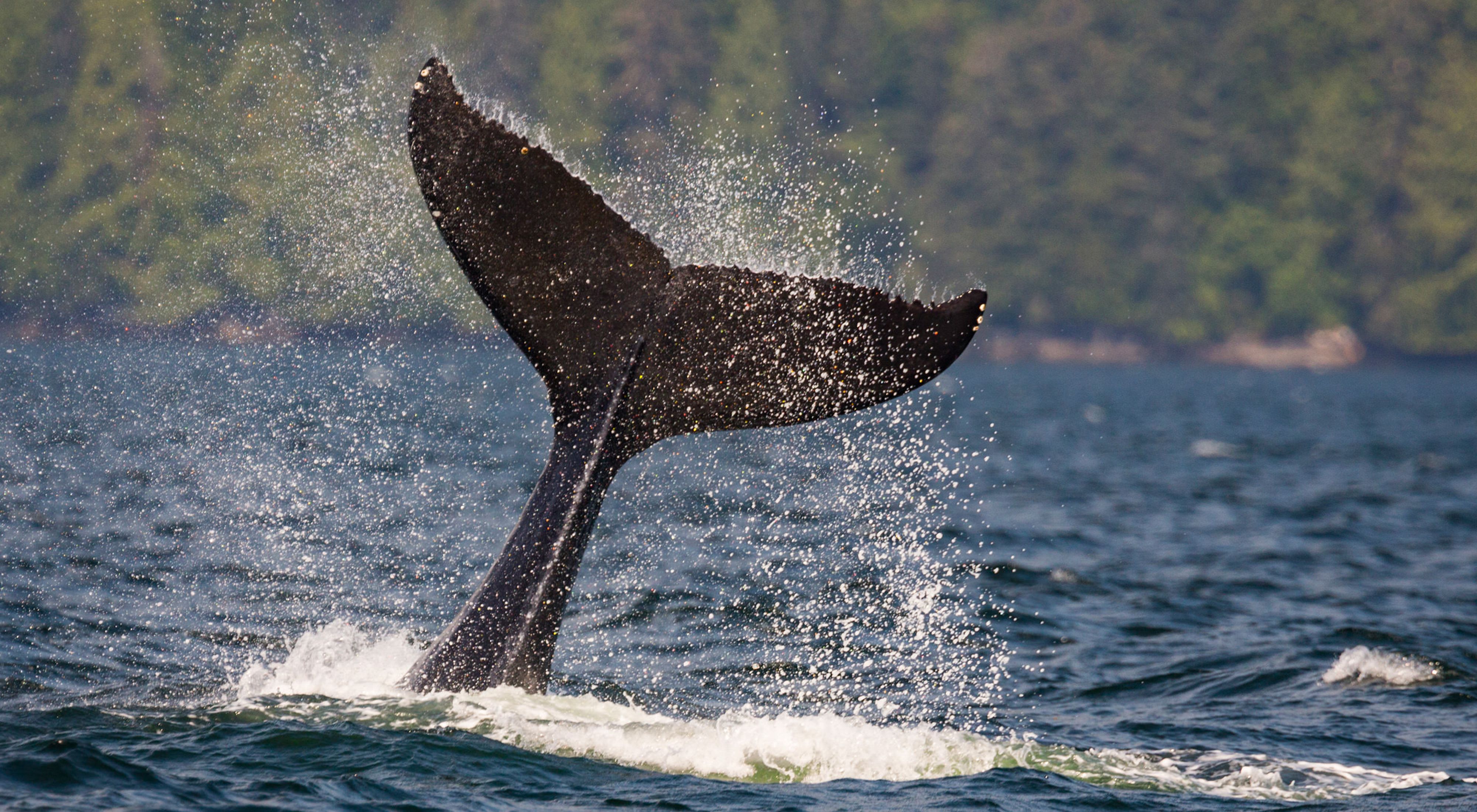 a whale breaching in front of an island off the coast of british columbia