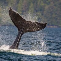 Young humpback whale tale above water