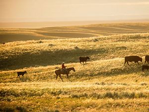 A cowboy on horseback moves cows on a prairie.