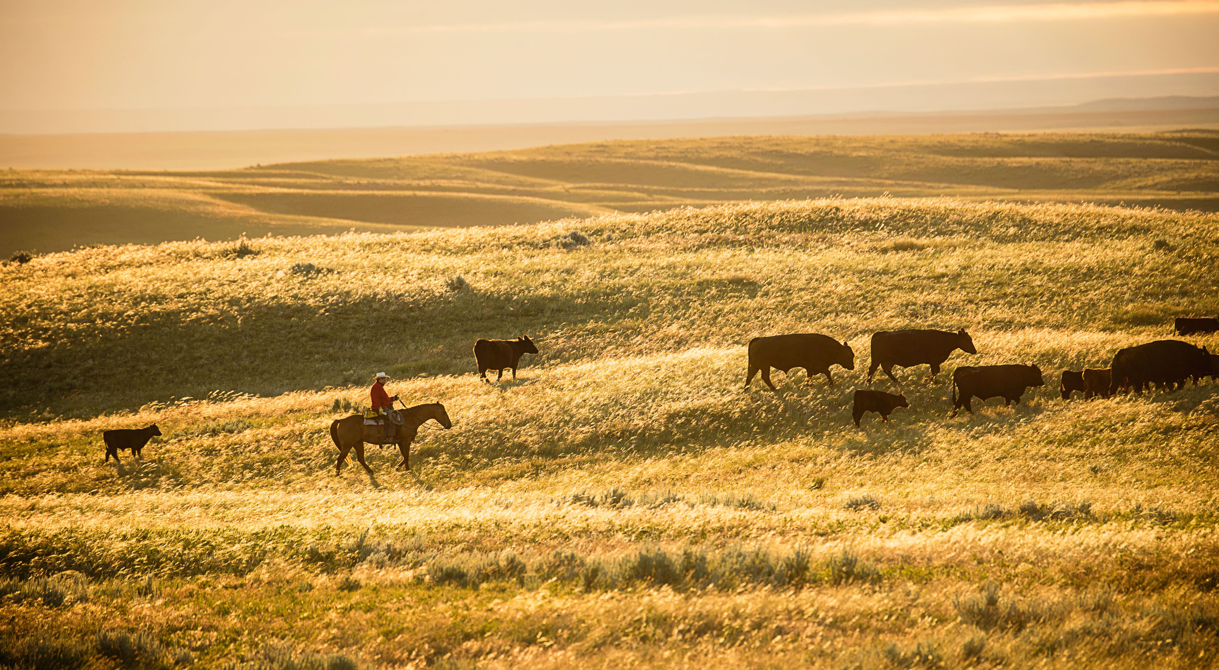 A cowboy on horse moves cattle on a golden prairie. 