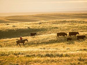A cowboy on horseback moves cows on a prairie.