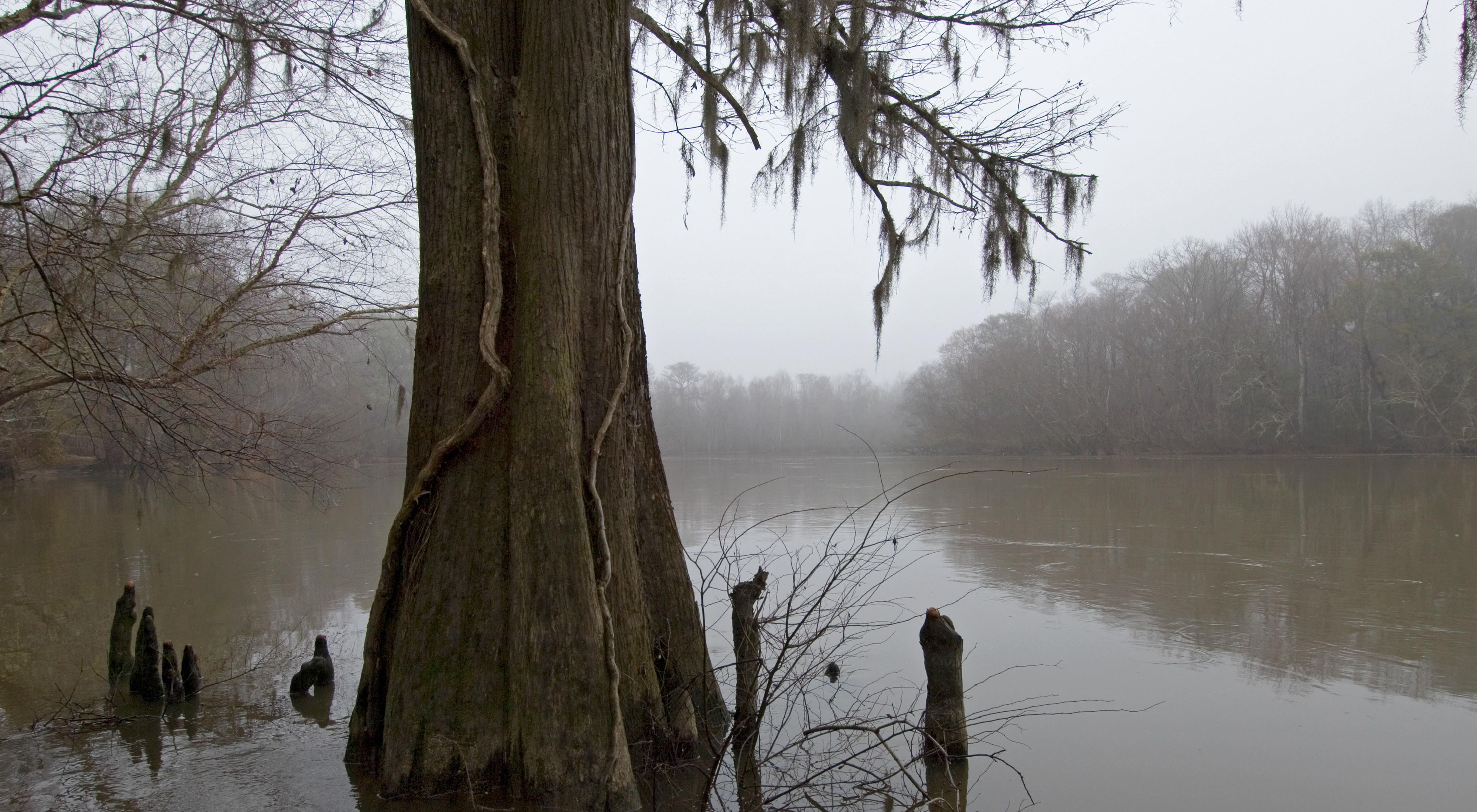with hanging Spanish Moss is silhouetted by the shroud of winter morning fog that obscures the banks of the Great Pee Dee River.