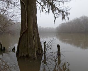 wetland