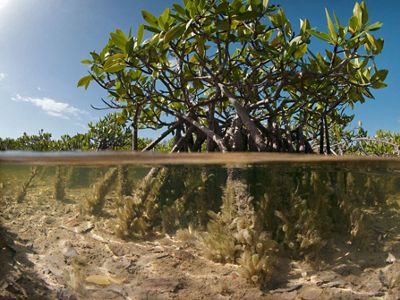 Mangrove in the shallow coastal salt flats of Warderick Wells Cay in the Bahamas Exuma Cays Land & Sea Park.