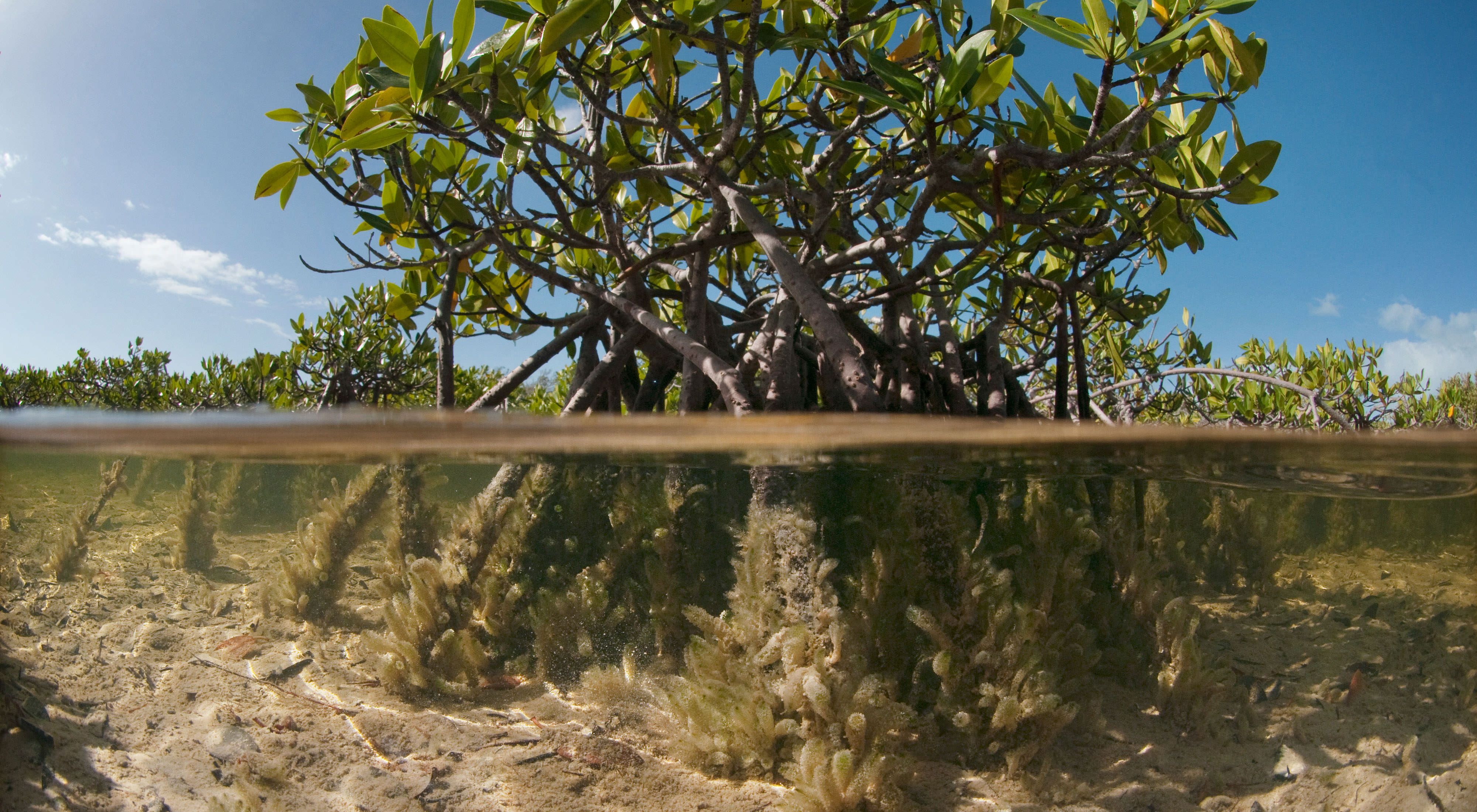 Photo of mangrove and roots, above and below water line.