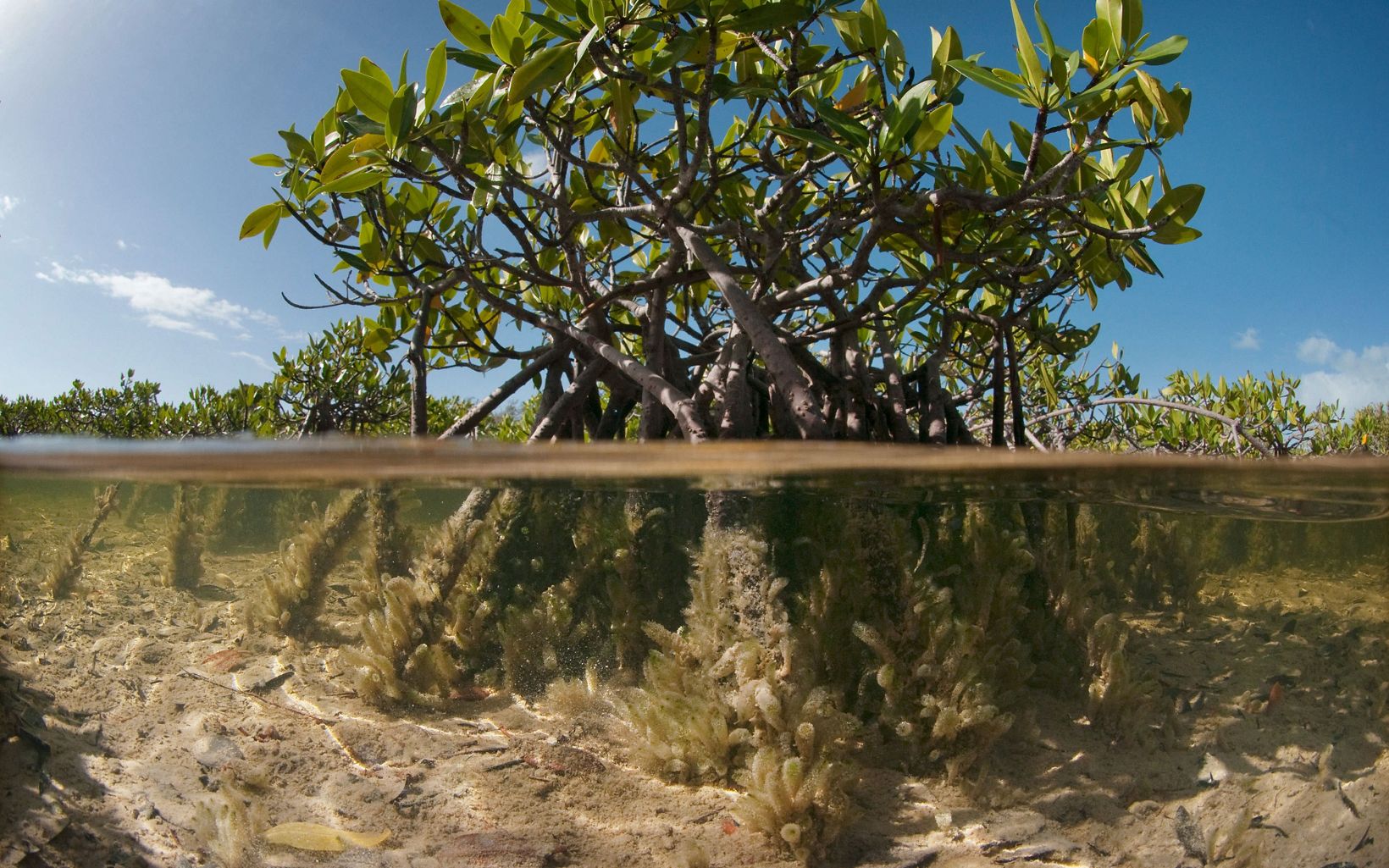 Mangrove in the shallow coastal salt flats of Warderick Wells Cay in the Bahamas Exuma Cays Land & Sea Park.