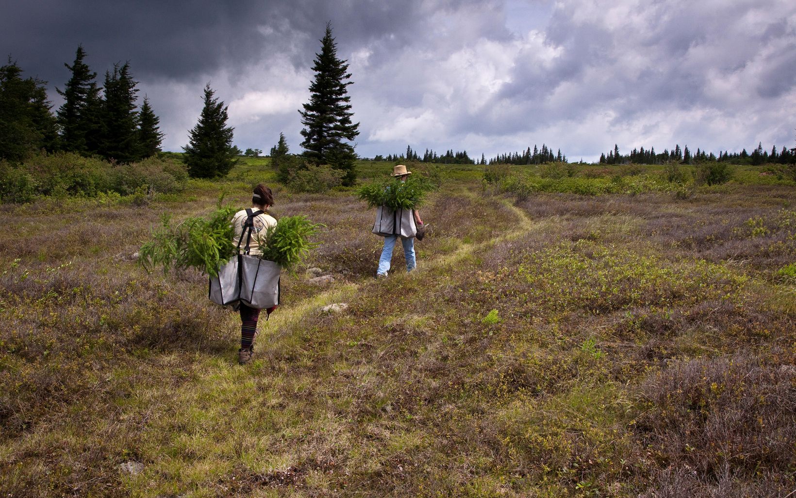 Two people on a trail, carrying bags full of tree seedlings.