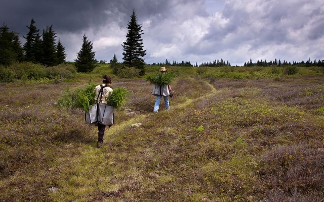Conservancy staff engaged in planting trees, hike along a trail in high above Canaan Valley in Dolly Sods.