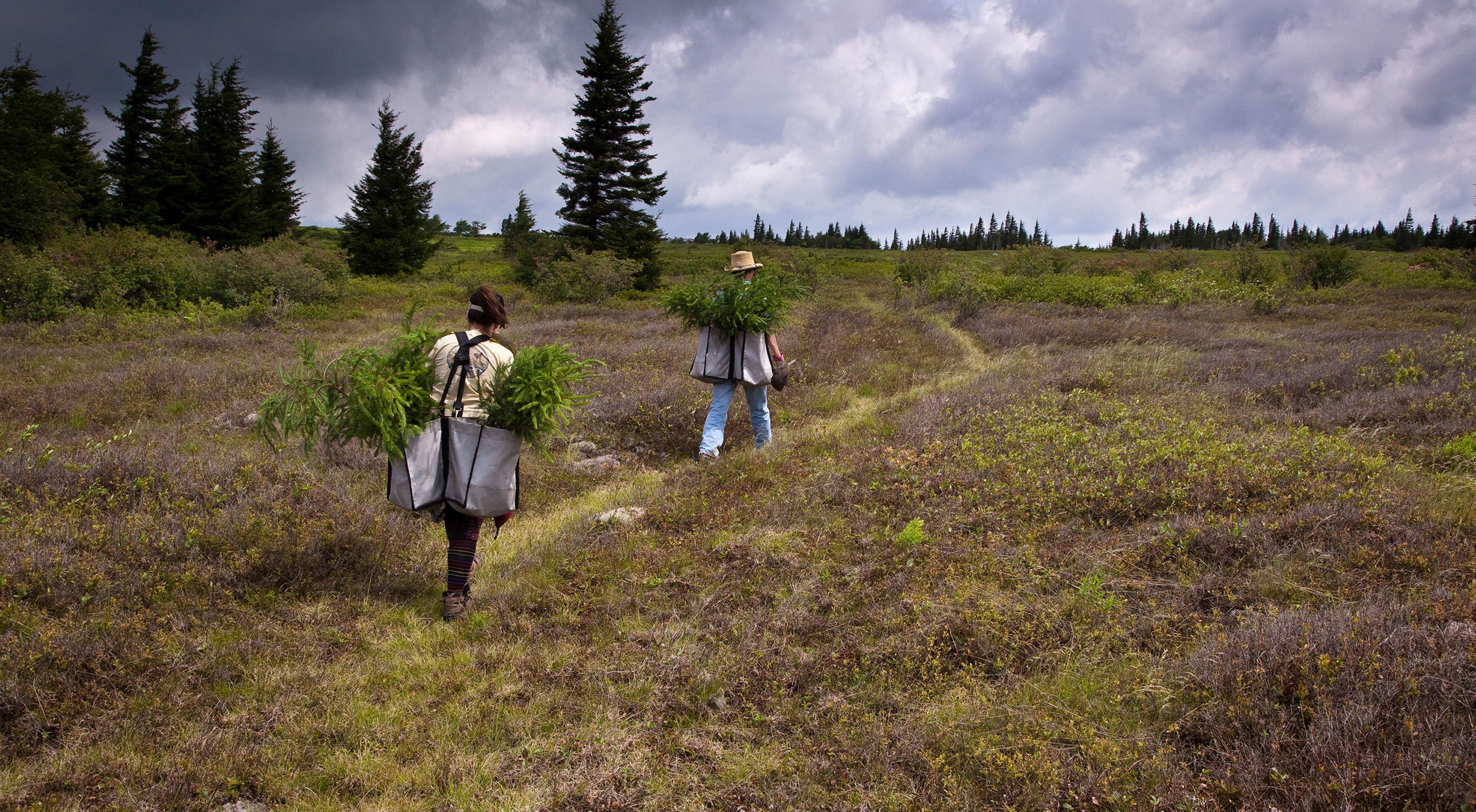 Two people walking away from camera in a brushy bog.