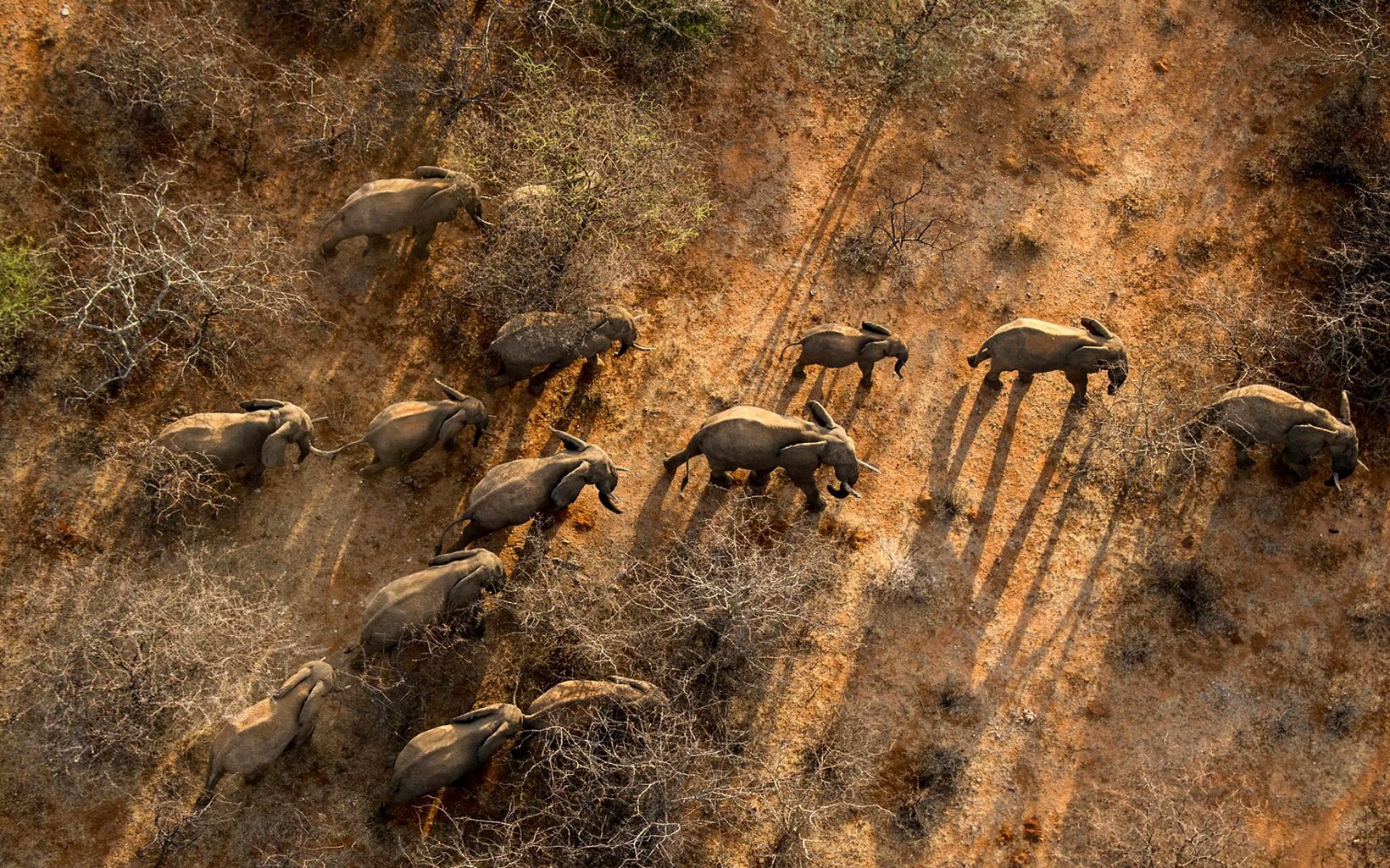 elephants from above