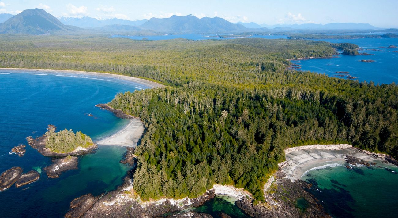 aerial photo of an evergreen forest on an ocean sound.