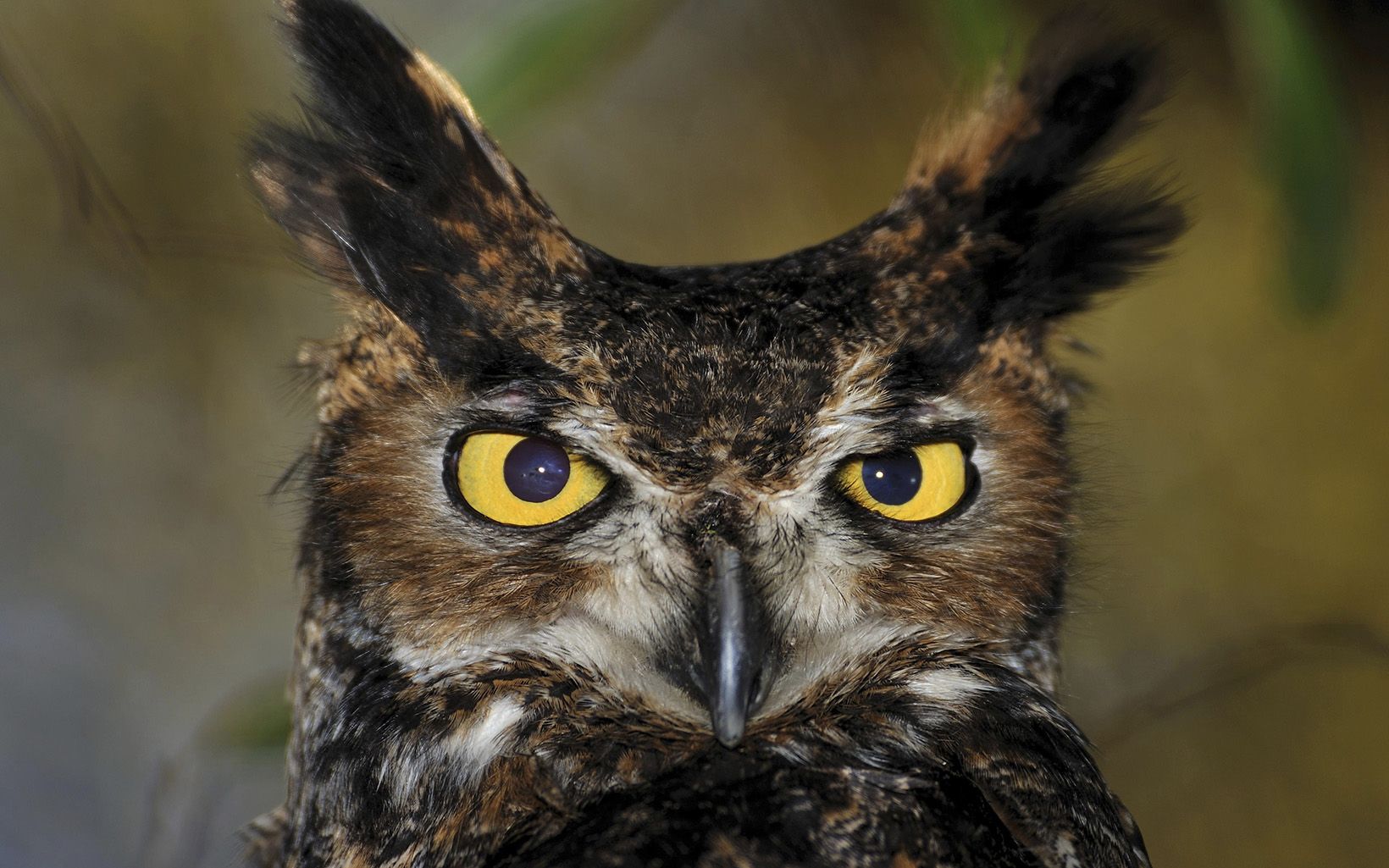 A head shot of a brown owl shows off its yellow eyes.