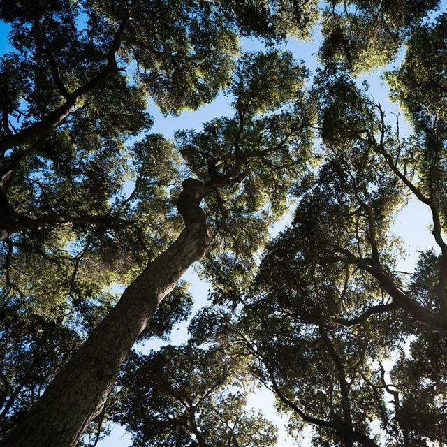 Looking up in a forest at the tree canopy.