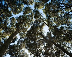 Una mano posada sobre el tronco de árbol muy alto.