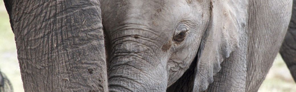 A baby African elephant staying close to its parent.