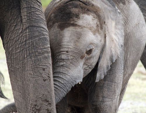 A baby elephant snuggles against its mother.