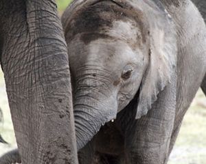 A baby elephant nurses in Amboseli National Park, Rift Valley Province, Kenya.