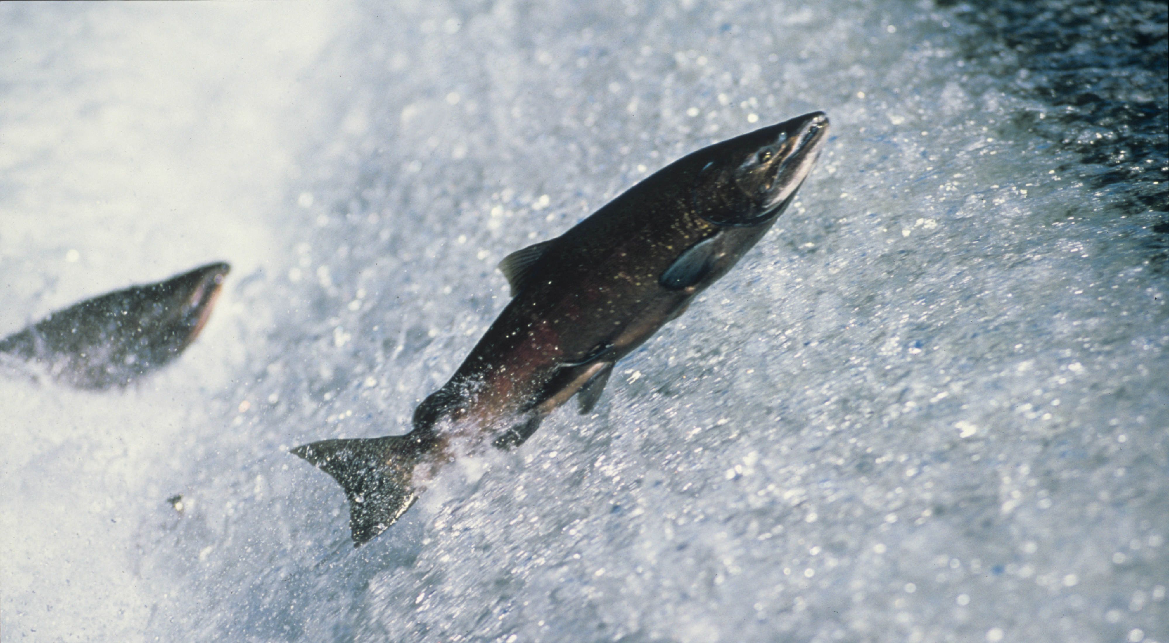 Adult chinook salmon (Oncorhynchus tshawytscha) jump up waterfall on their journey home to spawning waters.