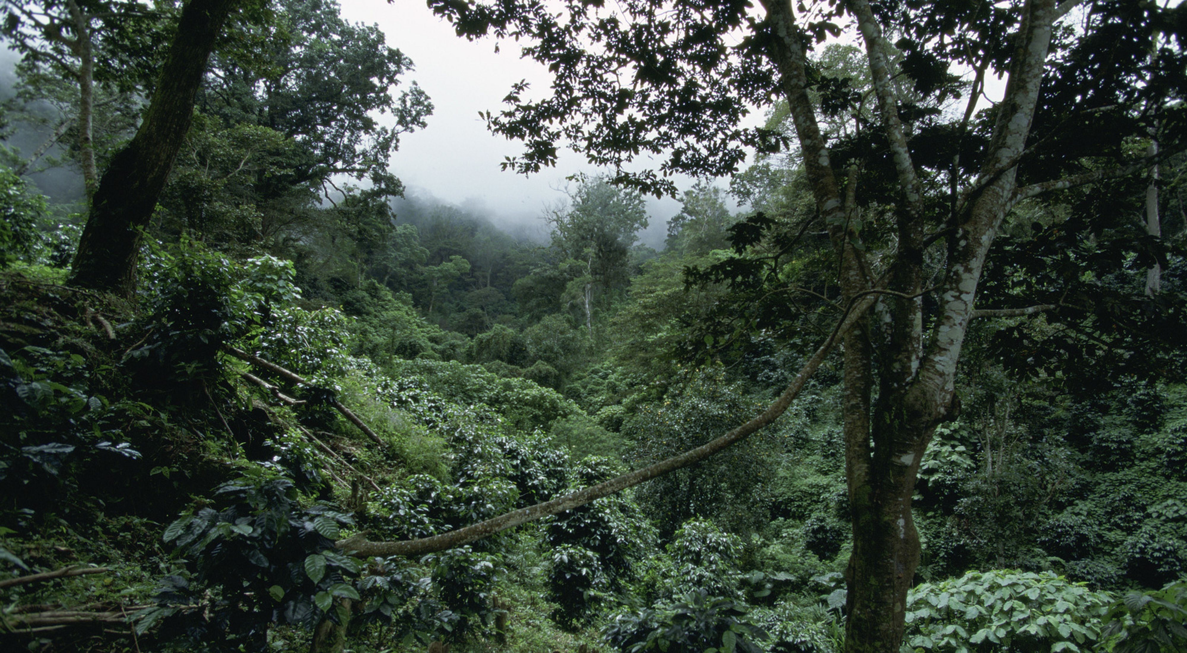 Clouds envelop the forest of the Sierra Madre watershed and Reserva de la Biosfera La Sepultura near Tres Picos and Pijijiapan; Chiapas, Mexico.  