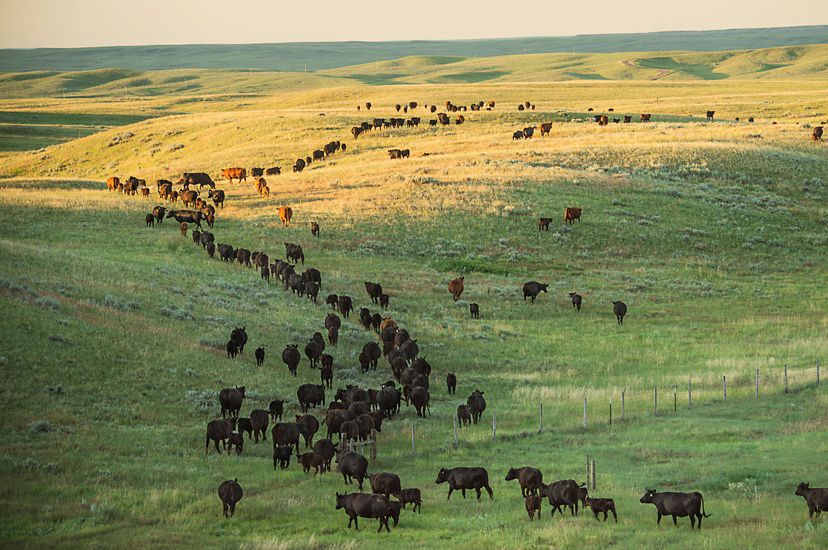 Cows moving across the plain at Zumwalt Prairie Preserve.