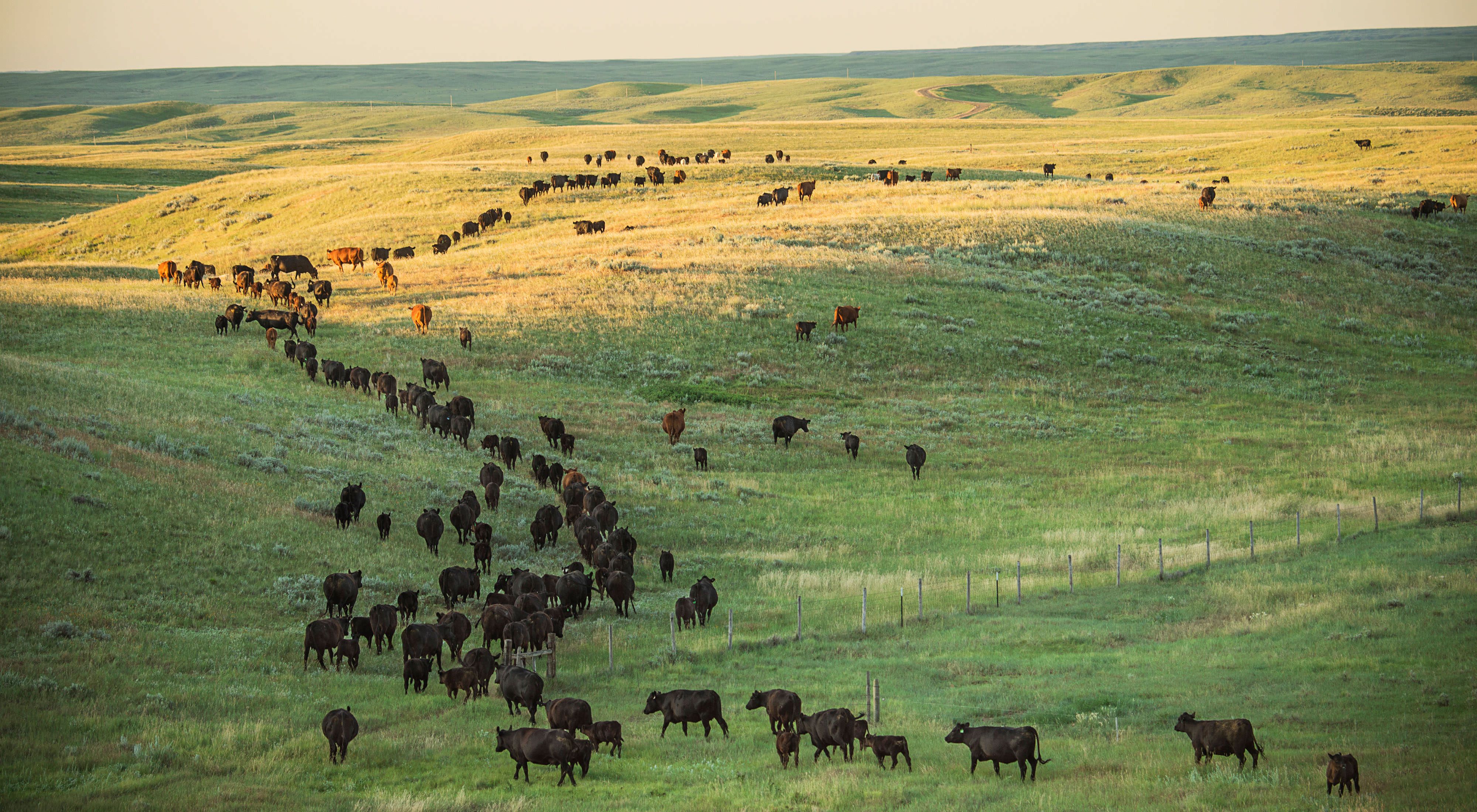 Brown and black cattle spread out in lines across rolling green hills.