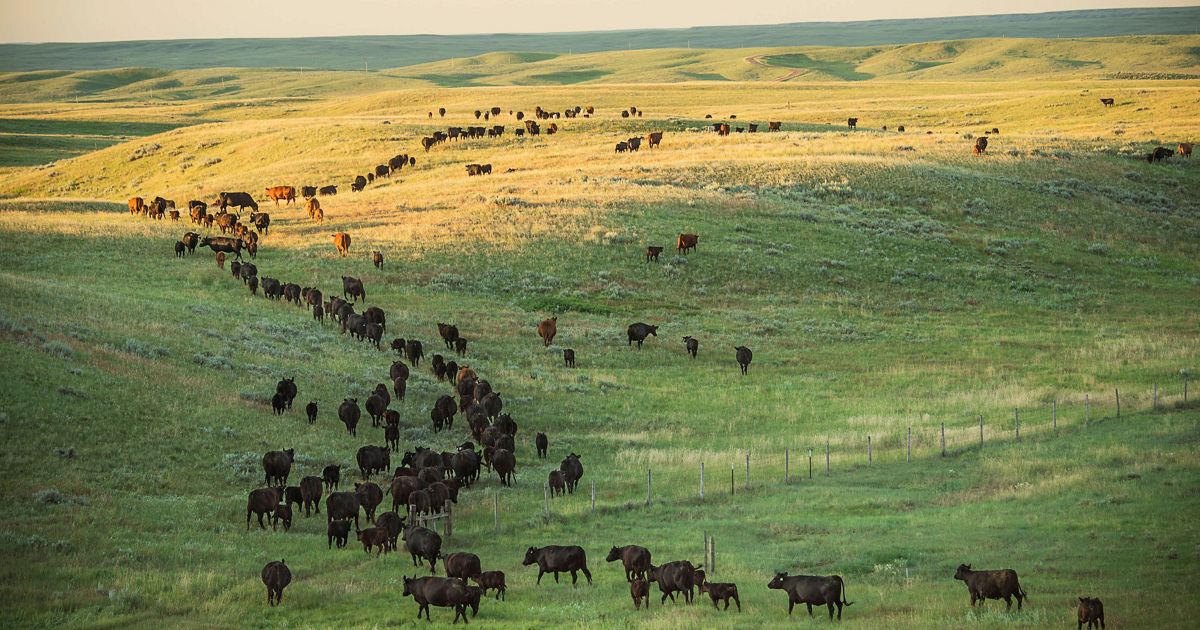 Matador Ranch | The Nature Conservancy in Montana