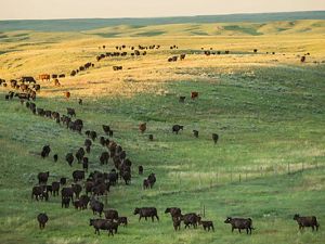 Cattle on the move near the Matador Ranch