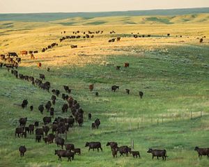 Cattle spread out over rolling hills at Matador Ranch.