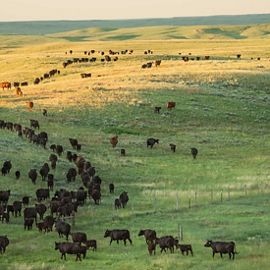 Birds-eye view of cattle moving across the rolling landscape at the Matador Ranch in Montana.