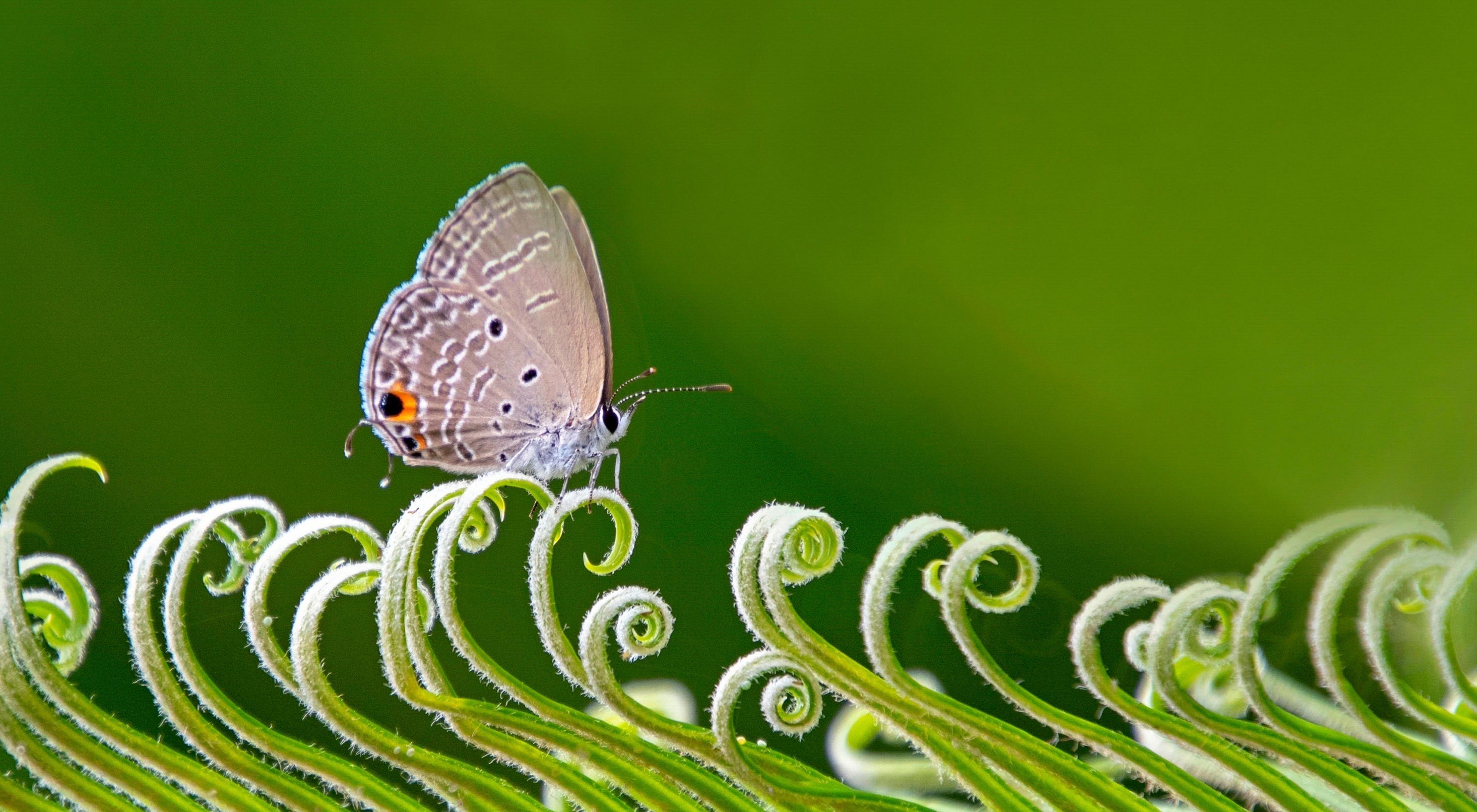 A butterfly in Hong Kong.