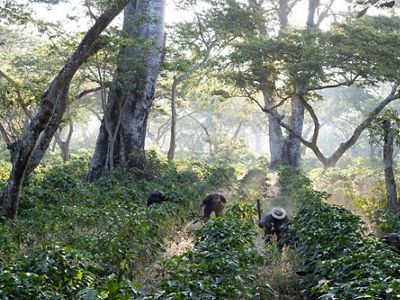 Workers clear undergrowth with machetes in shade-grown coffee crops on San Agustín Las Minas coffee plantation. Villa Canales, Guatemala City’s Metropolitan Area, Guatemala. December 2017. TNC's Guatemala City Water Fund Project