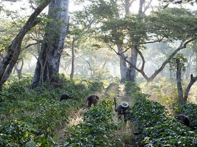 Agricultores limpian la maleza en un área boscosa
