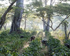 Workers clear undergrowth with machetes in shade-grown coffee crops on San Agustín Las Minas coffee plantation. Villa Canales, Guatemala City’s Metropolitan Area, Guatemala. December 2017. TNC's Guatemala City Water Fund Project