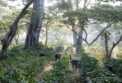 Workers clear undergrowth with machetes in shade-grown coffee crops on San Agustín Las Minas coffee plantation. Villa Canales, Guatemala City’s Metropolitan Area, Guatemala. December 2017. TNC's Guatemala City Water Fund Project