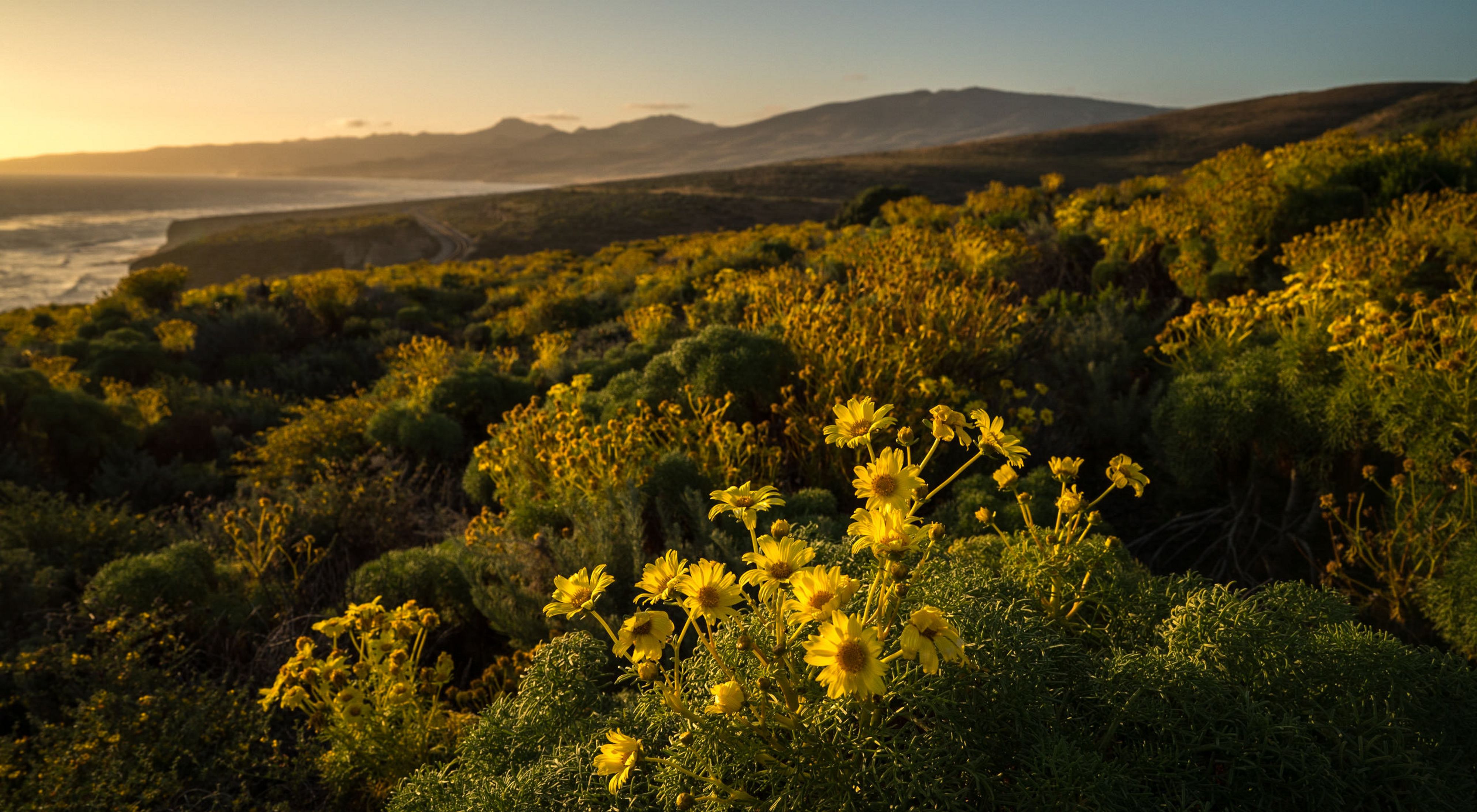 TNC's Dangermond Preserve, California. Native flowers looking north toward Jalama Beach State Park near sunset. 