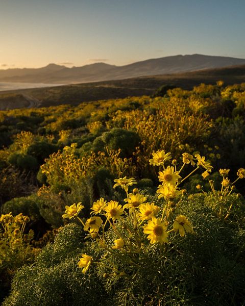 TNC’s Dangermond Preserve, California. Native flowers looking north toward Jalama Beach State Park near sunset.