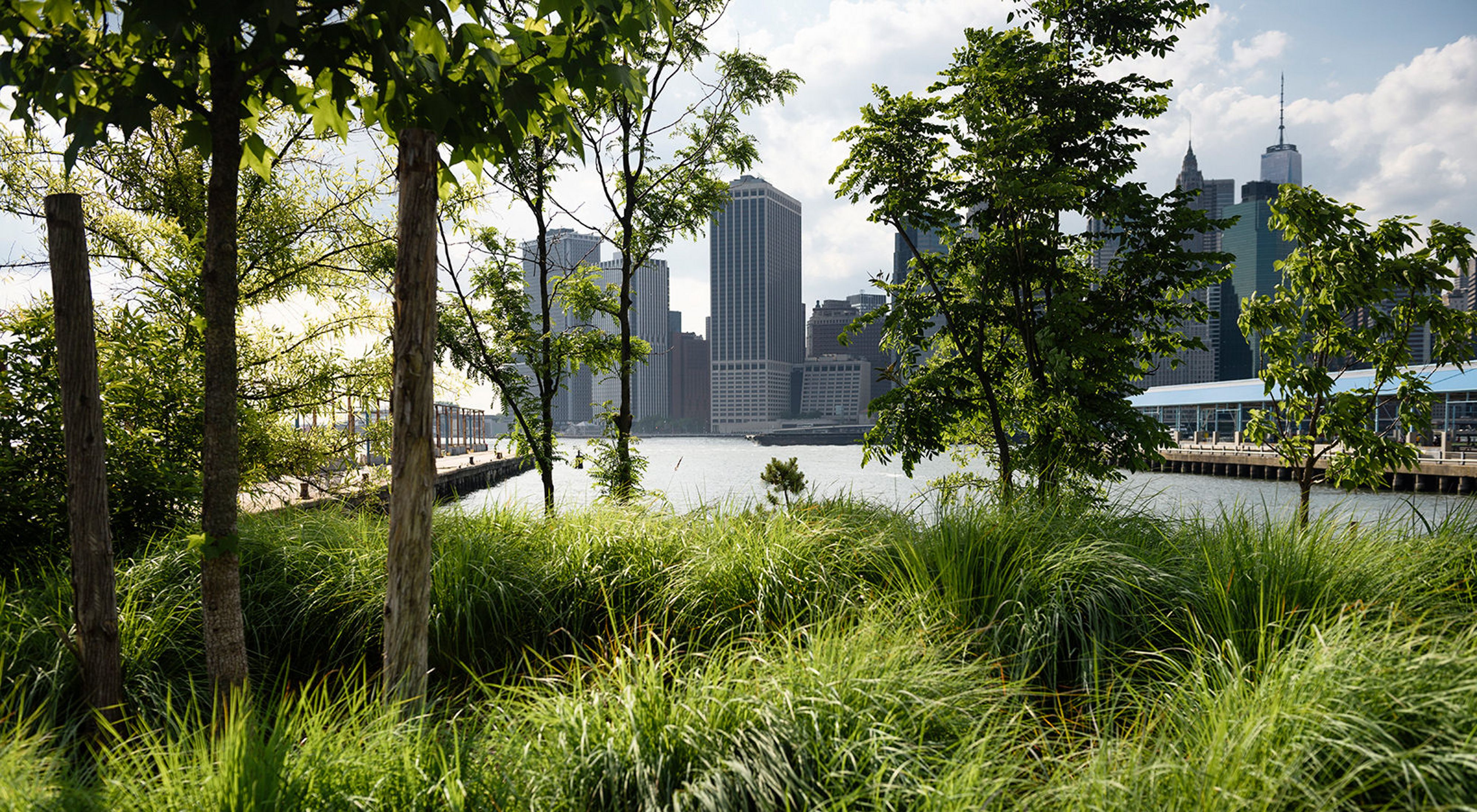the nature conservancy new york