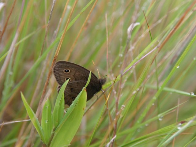 a dark moth in long green grass