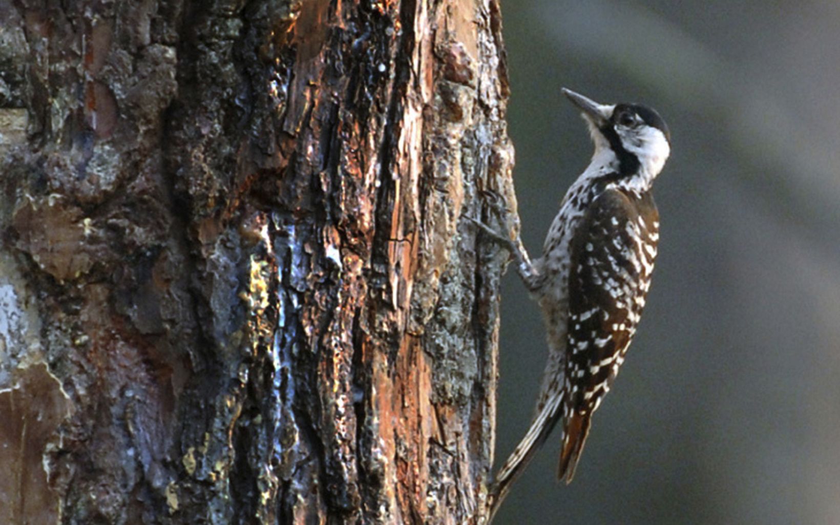 The red-cockaded woodpecker (Picoides borealis) is the only woodpecker species that nests exclusively in live trees.