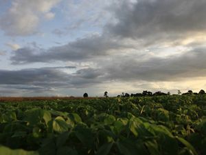 TNC promotes responsible production of soy in Brazil.  