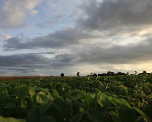TNC works in the Brazilian Amazon to control deforestation and promote the responsible production of soy and beef among farmers and ranchers.