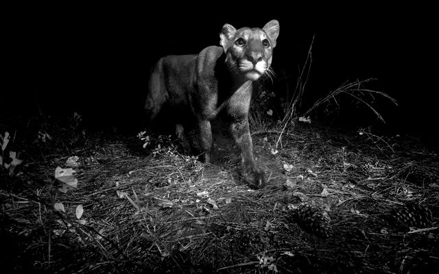Black and white image of a young florida panther with wide eyes and whiskers at night in florida wilderness