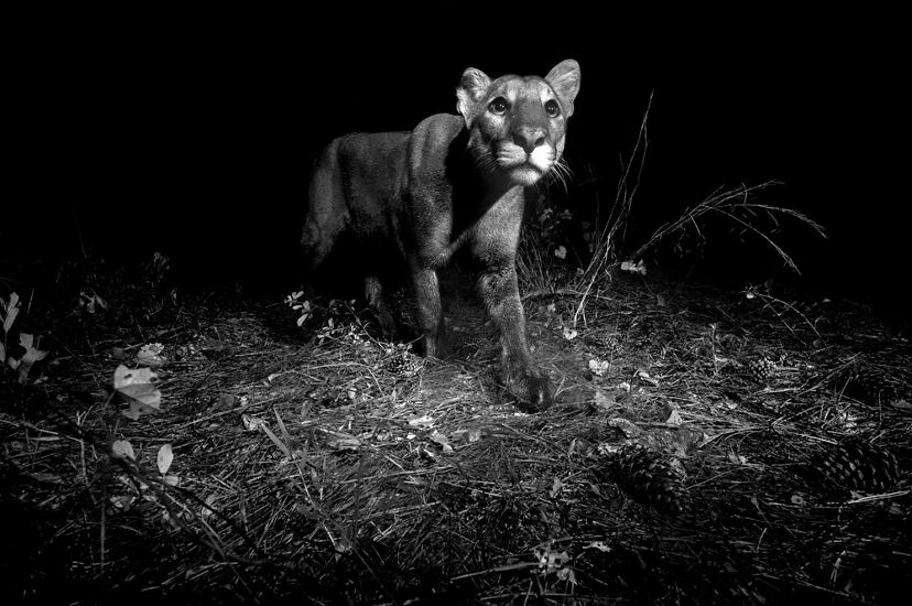 Black and white image of a young florida panther with wide eyes and whiskers at night in florida wilderness