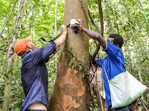 Two men strap an acoustic listening device to a tree in Papua New Guinea.