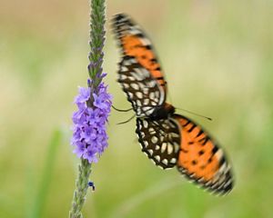 of a regal fritillary.