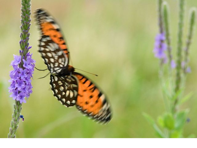Regal fritillary
