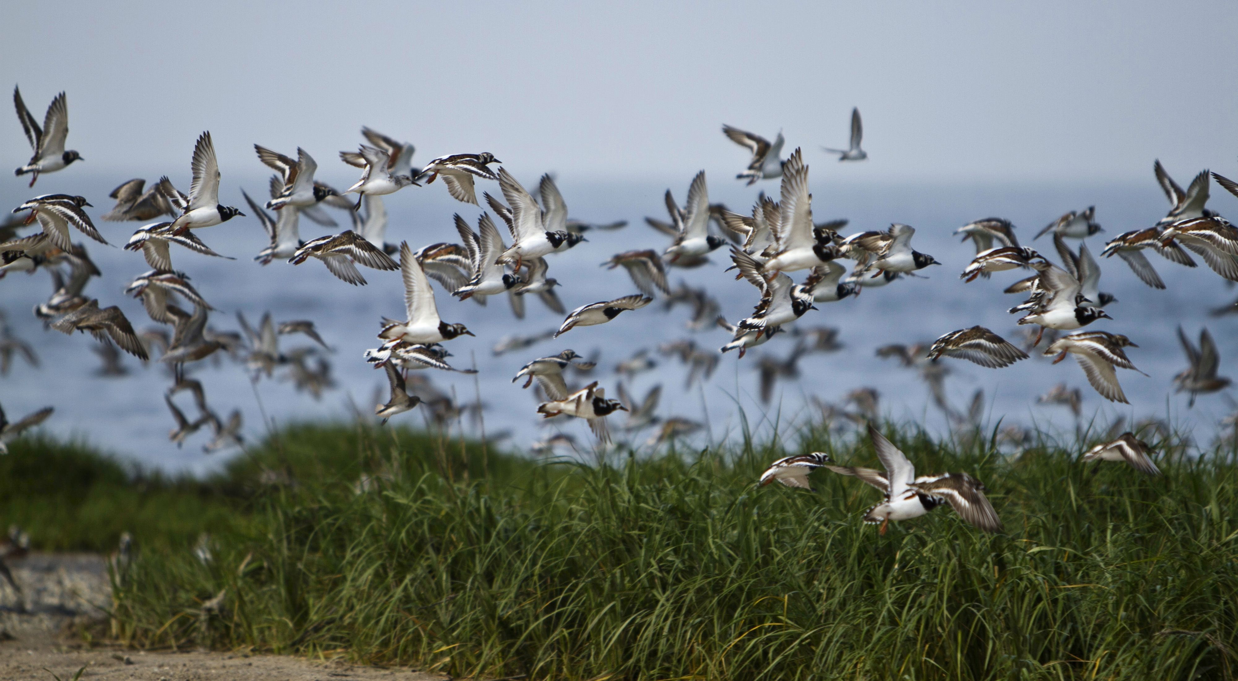 A large group of shorebirds take flight over the grassy area near a beach with the ocean in the distance.
