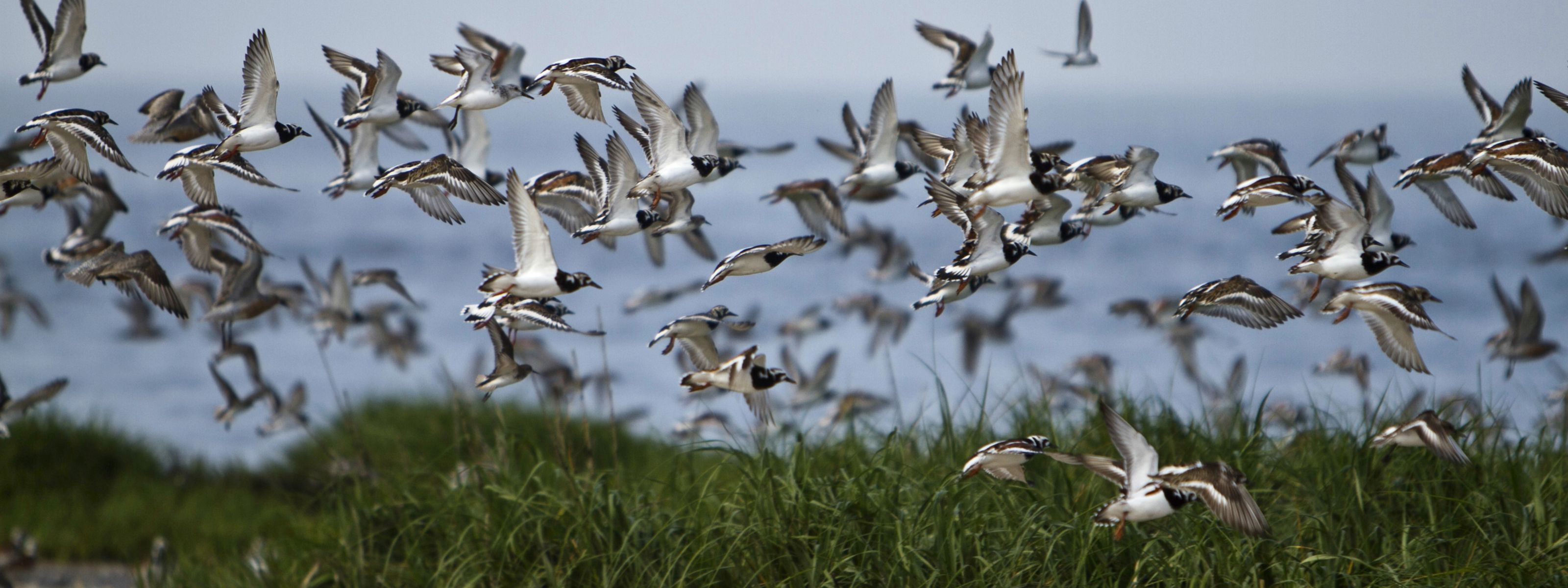 Several white shore birds fly in a large group over grassy dunes.