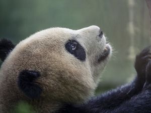 A panda scratches a tree